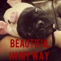 BEAUTIFUL IN MY WAY 单身狗的英文版表情包