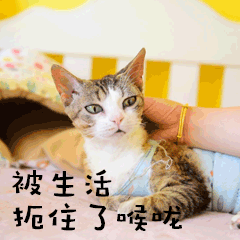 被生活扼住喉咙萌宠GIF表情包图片