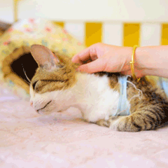 睡觉被抓住萌宠猫GIF表情包图片