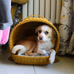 双十一光棍节单身狗萌宠狗GIF动图表情包图片