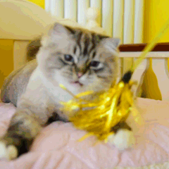 打你丫的萌宠猫GIF动图表情包图片