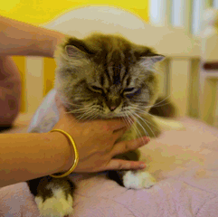 撸猫萌宠GIF动图表情包图片