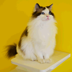 好的萌宠猫GIF动图表情包图片