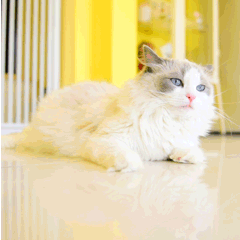 人呢萌宠猫GIF动图表情包图片