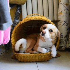 懒得理你萌宠狗GIF动图表情包图片