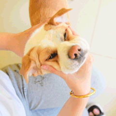 弱小可怜无助萌宠狗GIF表情包图片