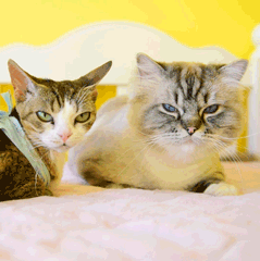 二脸懵逼萌宠猫GIF动图表情包图片