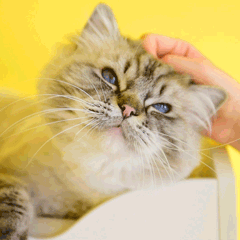 幸福的感觉萌宠猫GIF动图表情包图片