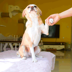 别低头搞笑萌宠狗动图表情包图片