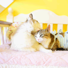 七夕宠你宠溺萌宠猫GIF动图表情包图片