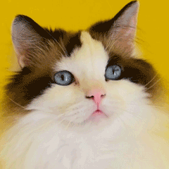 呆白痴傻瓜猫咪宠物GIF萌宠表情包图片