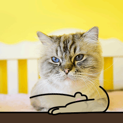 上课学生交友考试做题举手猫咪宠物GIF动图表情包图片