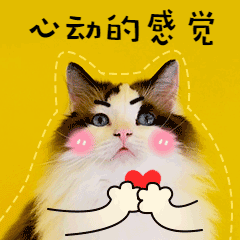 可爱小猫咪表白动态表情包