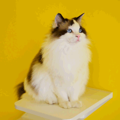 哪里萌宠猫GIF动图表情包图片