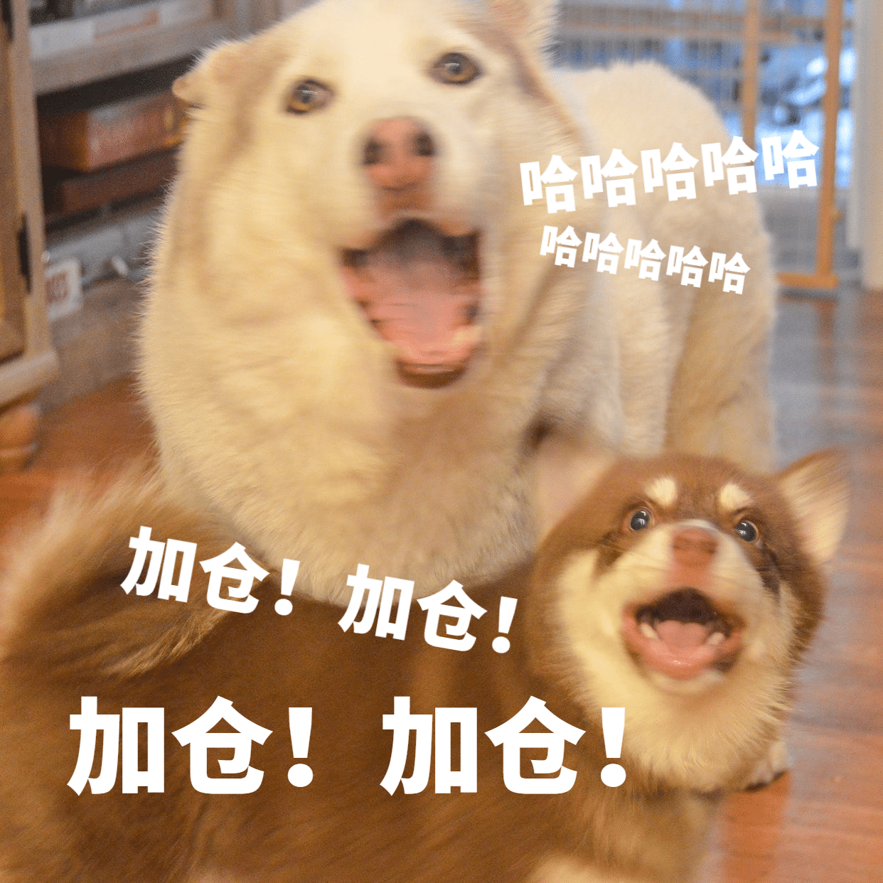 基金理财股票投资加仓搞笑表情包