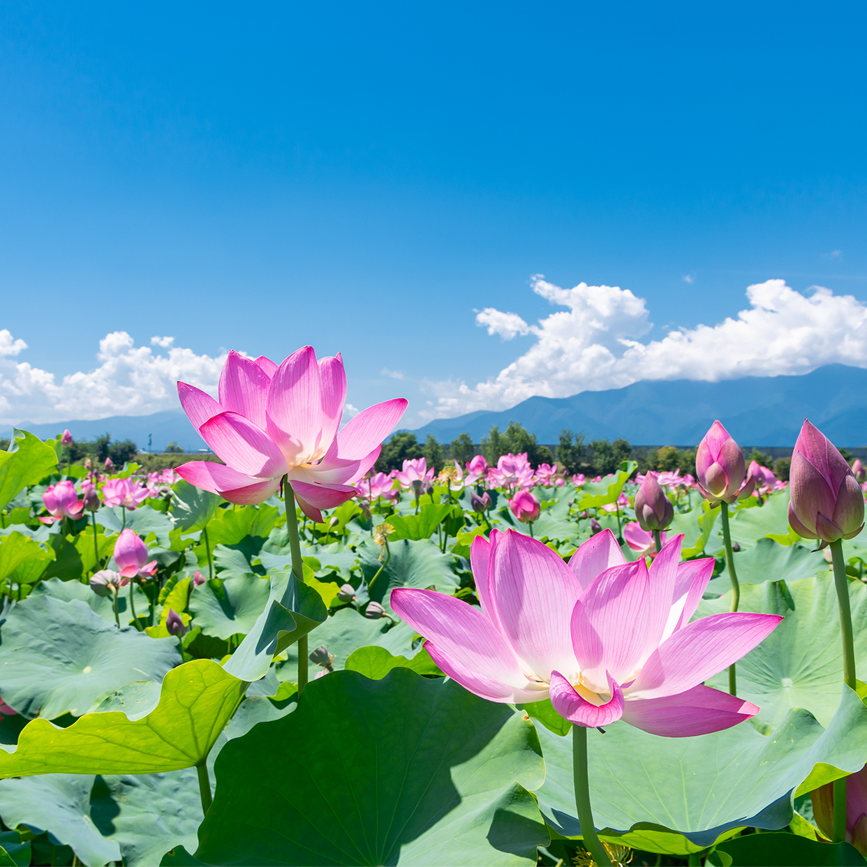 微信佛系荷花唯美图片