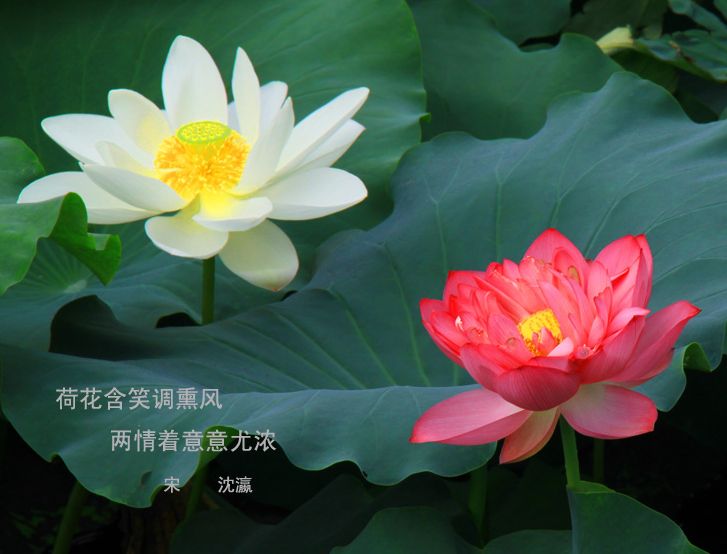池塘里二朵一红一白莲花