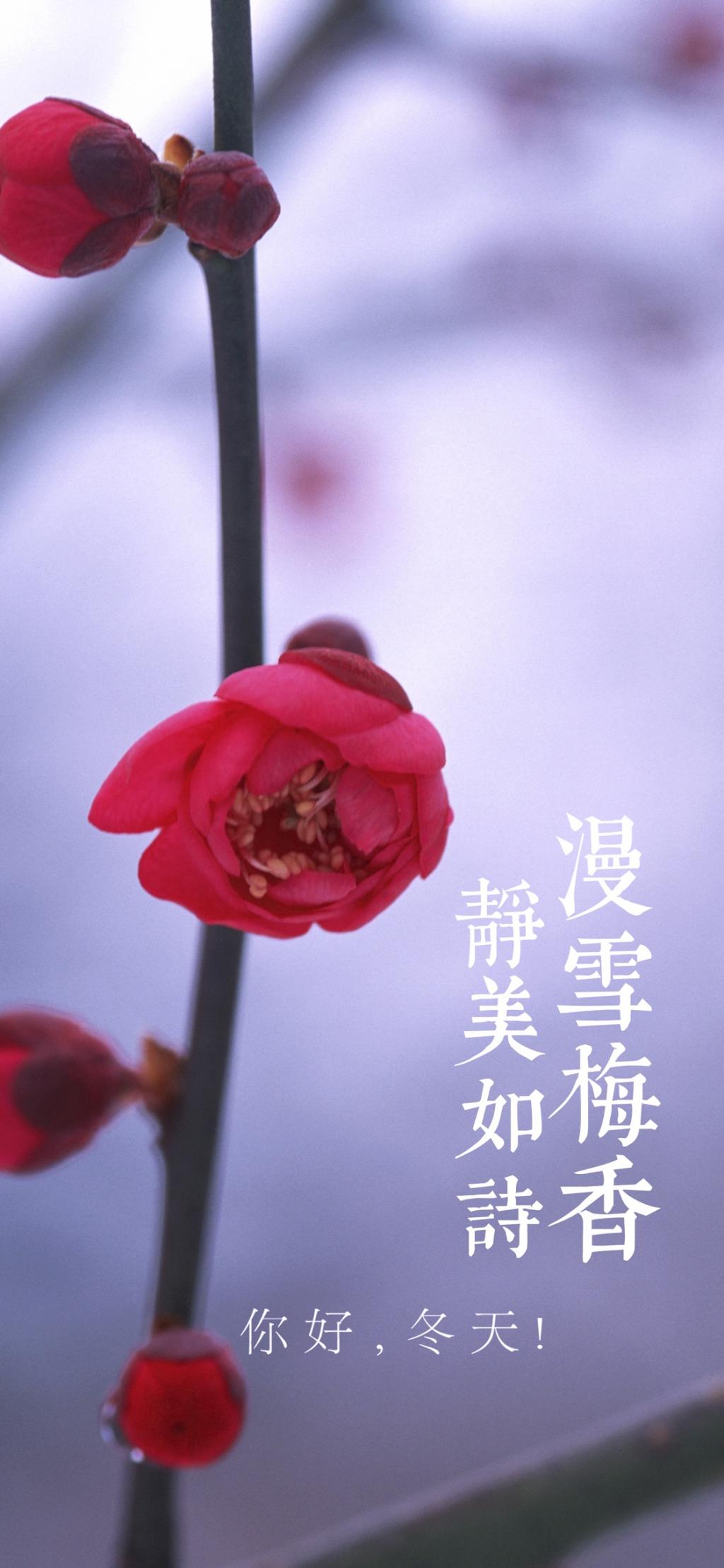 超好看的雪中红梅香如海冬天美好文字图片