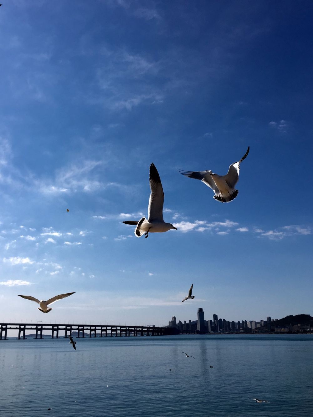 大连星海广场高清自然美景图片大全