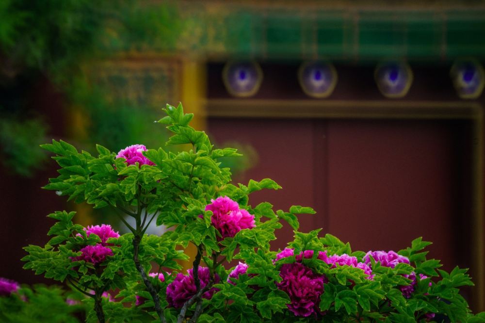 北京景山公园高清靓丽美景壁纸图片