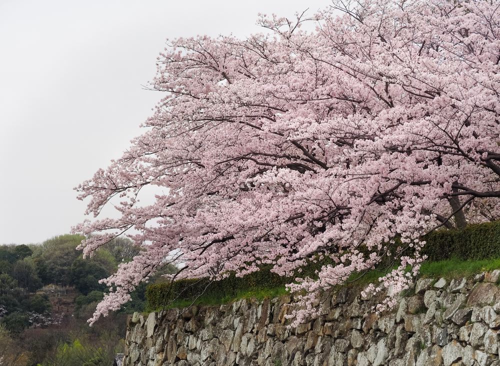 东京上野公园漂亮的樱花树风景图片壁纸