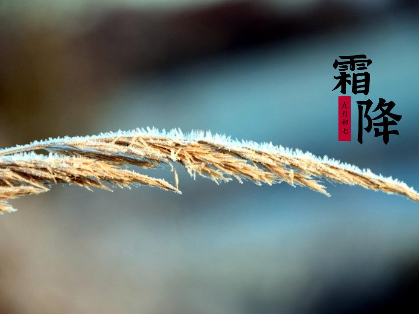 2024年霜降节气简单唯美海报图片壁纸