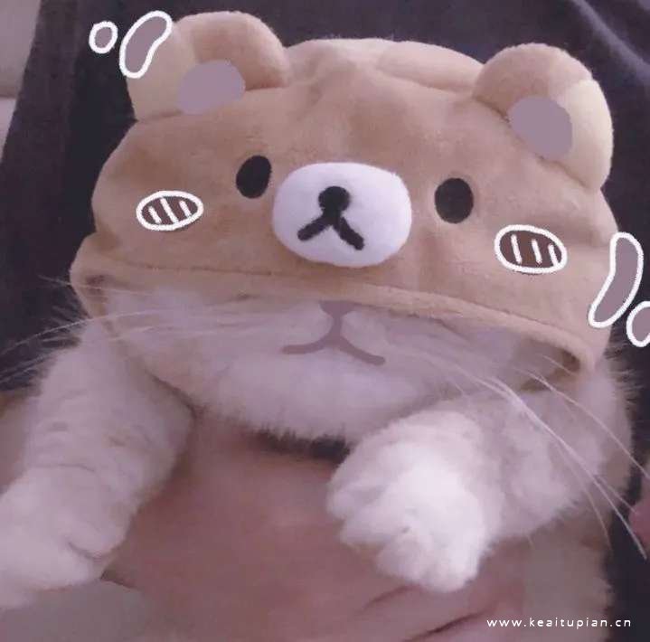 精选可爱创意的情侣宠物头像图片