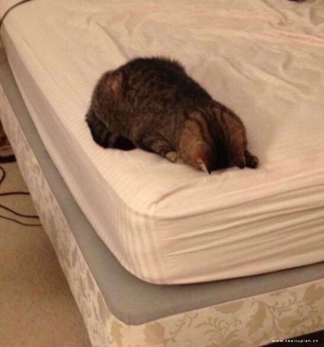 可爱萌宠猫咪自闭呆萌高清头像图片大全