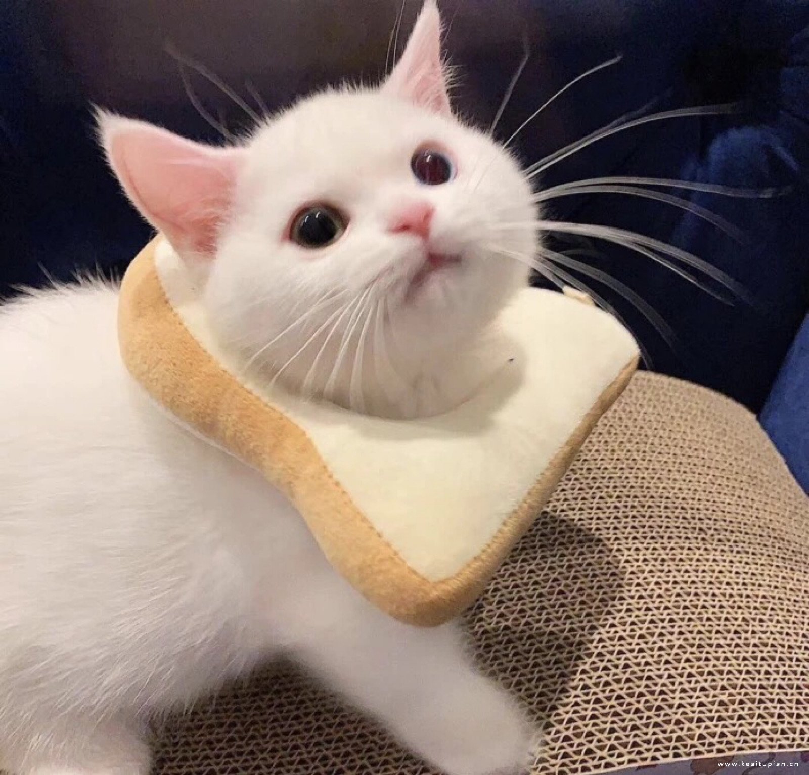 创意可爱的猫狗高清头像图片