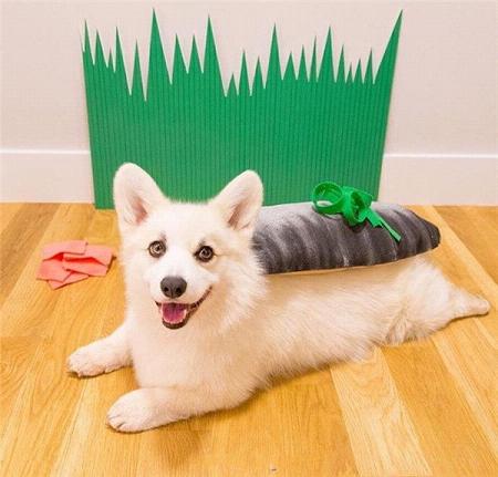 精选柯基狗狗图片 可爱寿司基图片