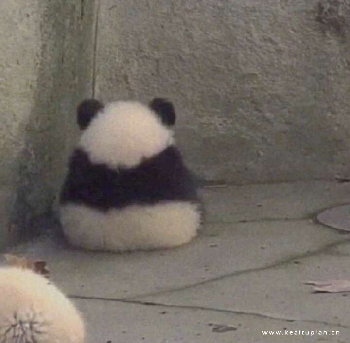 谁不喜欢可爱软萌最佳代表熊猫&猫咪头像图片