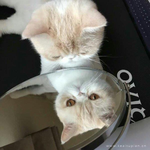 猫咪图片大全 可爱萌萌哒的猫咪创意简约微信朋友圈图片