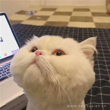 傲娇小猫在线撒娇|可爱猫咪卖萌头像图片