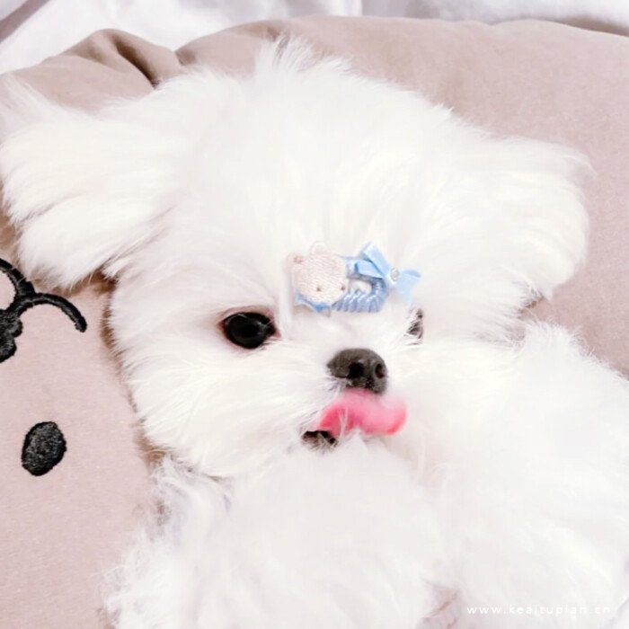 可爱宠物|软萌又憨憨的白色猫猫狗狗头像图片