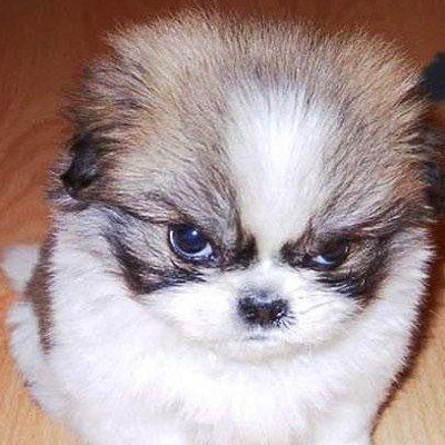 来自单身狗的鄙视_很拽很搞笑的狗狗眼神头像图片