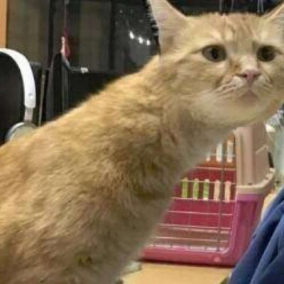 好笑又可爱的搞怪猫咪头像图片