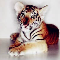 可爱小老虎头像·威武霸气的老虎头像图片