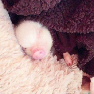 呆萌可爱的迷你宠物小猪猪头像图片