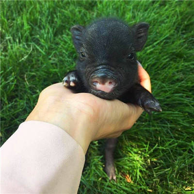 真实可爱的迷你小猪呆萌头像图片大全