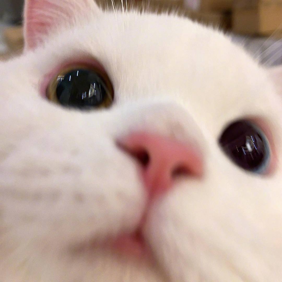 猫咪的图片头像|近距离可爱暴击