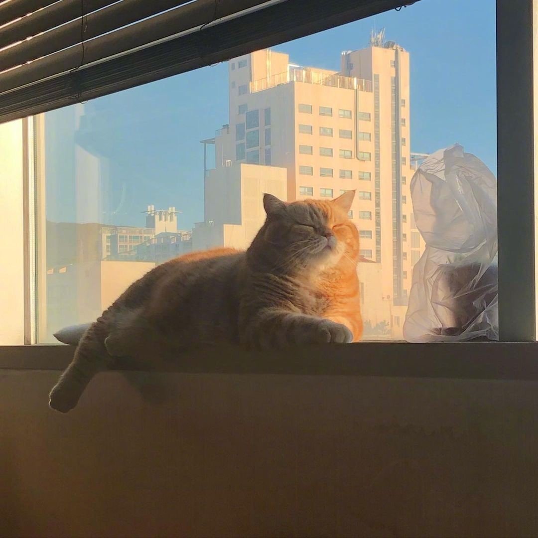 猫咪的图片头像|慵懒的喵星人