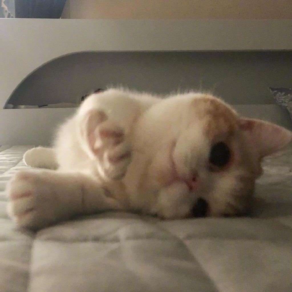 猫咪的图片头像|各角度看着你的可爱喵星人