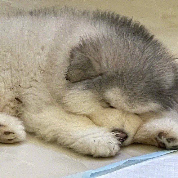 可爱狗狗图片头像|胖嘟嘟的小狗在线卖萌