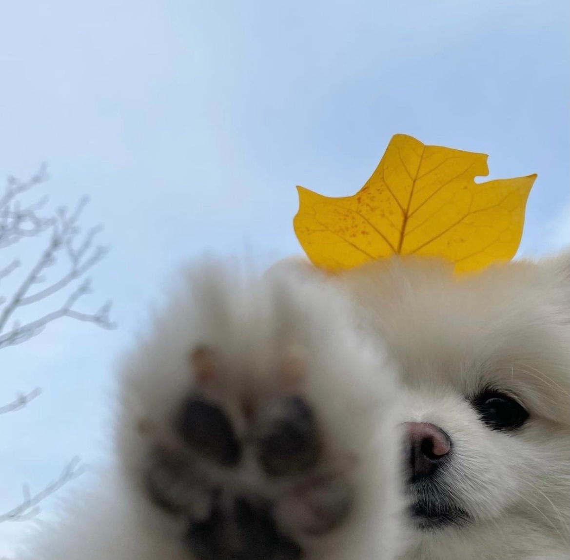 狗的图片头像|户外玩耍自拍的可爱宠物狗狗