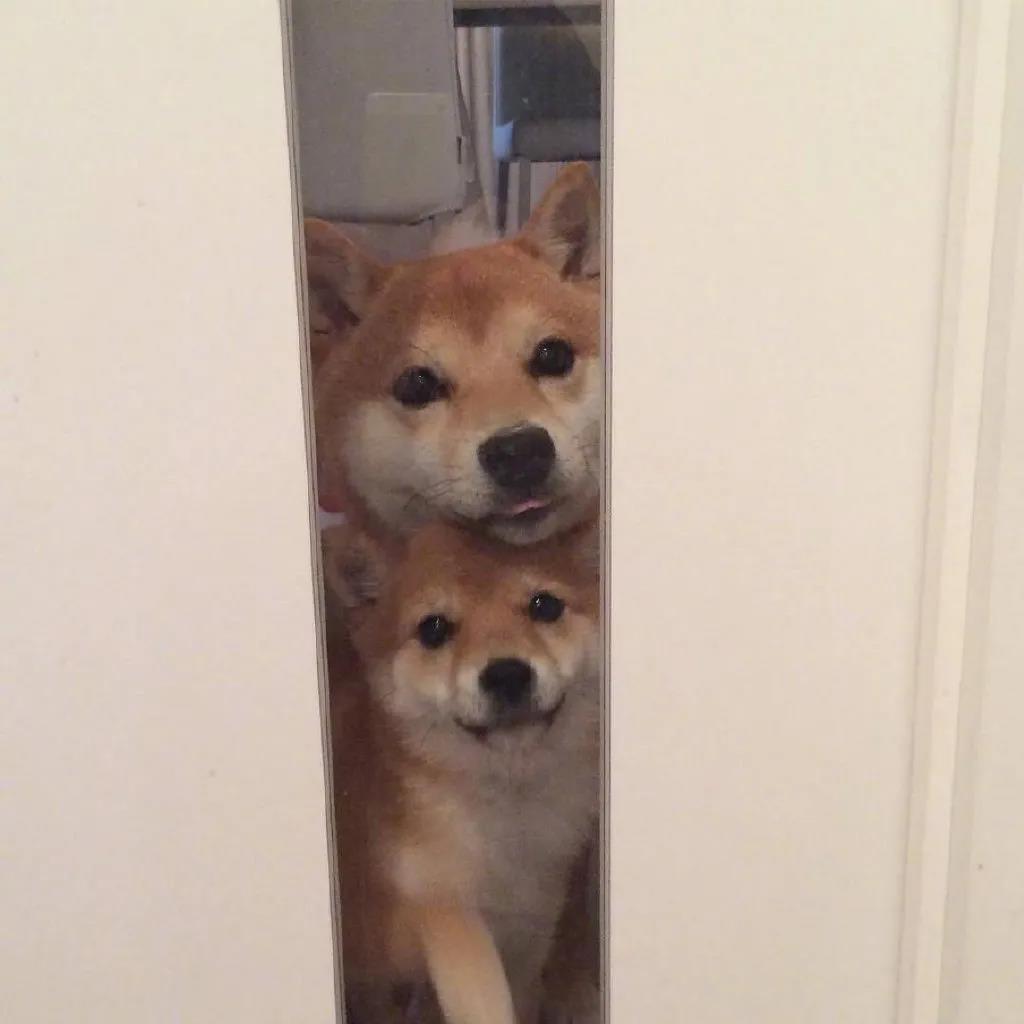 狗的图片头像|可爱又有趣的沙雕狗狗