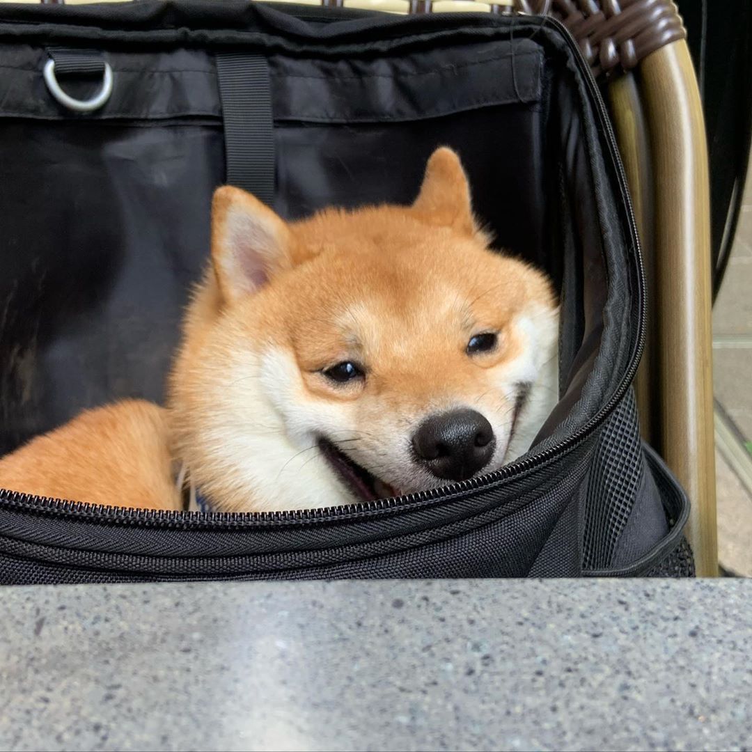 狗的图片头像背景|笑容满满的柴犬好可爱