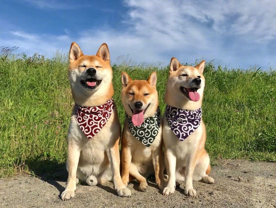 狗的图片头像背景|柴犬三兄弟户外可爱合影