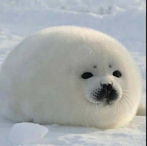 适合做头像的动物图片，沙雕又可爱