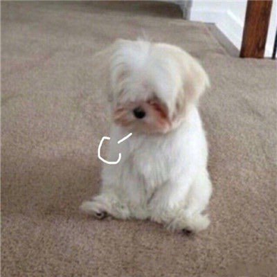 超萌可爱图片头像|生活不易，小动物叹气