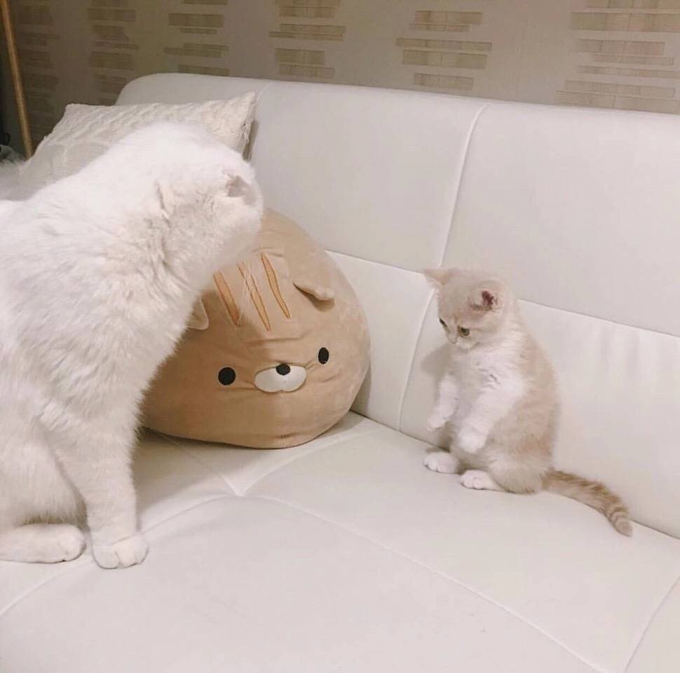 小动物图片头像|傲娇可爱的猫咪专场